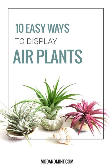 Where To Grow Your Air Plants 10 Easy And Creative Display Ideas