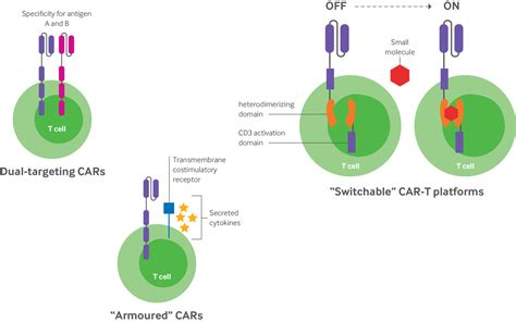 Chimeric Antigen Receptor T Cell Therapy For Cancer Clinical