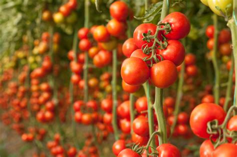 Tomaten im Gewächshaus So gedeihen sie am besten