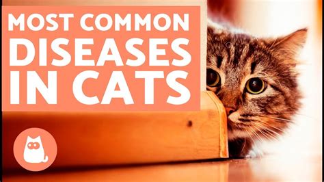 The 10 Most Common Diseases In Cats Youtube