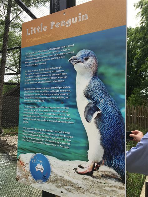 Penguin Cove, Little Penguin Conservation Center | Whittenberg Construction