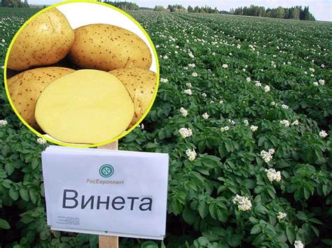 Картофель сорта Винета (Венета): описание, фото, отзывы