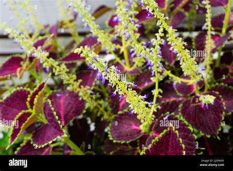 Una foto de cerca de Coleus scutellarioides comúnmente conocida como