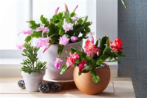 Christmas Cactus Care | Christmas Cactus Care Indoors