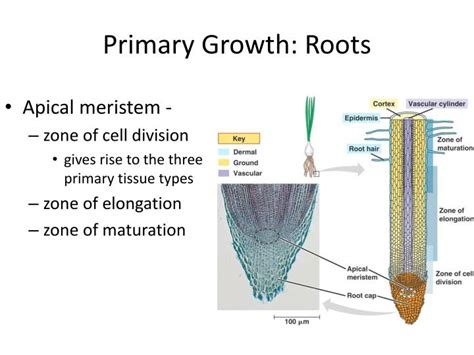 Ppt Plant Structure And Function Ch 29 Powerpoint Presentation Id 2843312