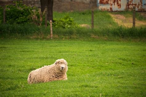 Premium Photo Sheep Sitting On Field