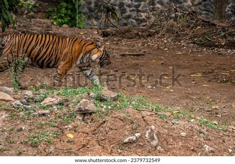 Sumatran Tiger Population Panthera Tigris Sondaica Stock Photo ...