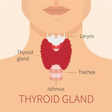 Everything You Need To Know About Thyroid Problems And How To Deal With