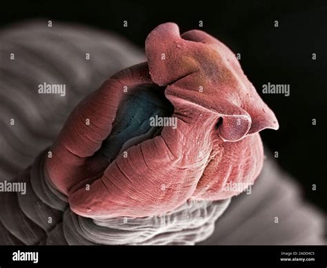 Coloured Scanning Electronmicrograph Sem Of A Tapeworm Eubothrium Crassum Head Tapeworms