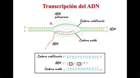 Transcripción Del Adn 2º Bachillerato Biología Youtube