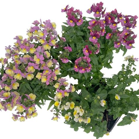 Nemesia Large Flower | Flower Power