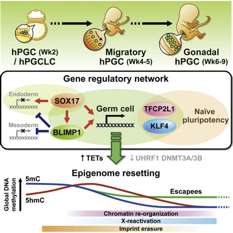 A Unique Gene Regulatory Network Resets The Human Germline Epigenome