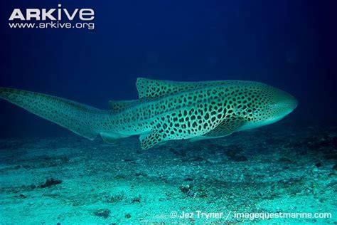 Leopard Shark Zebra Shark Leopard Shark Shark Jaws Shark Swimming