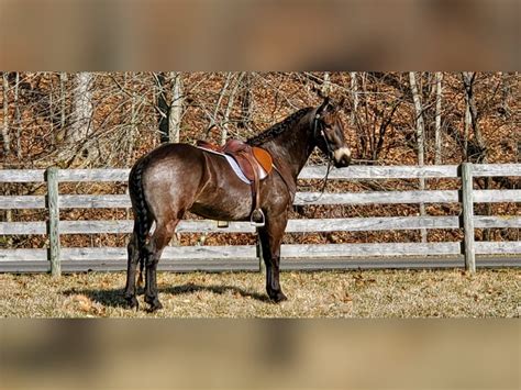 Friesian horses Gelding 4 years 15,2 hh Buckskin in Fresno, OH