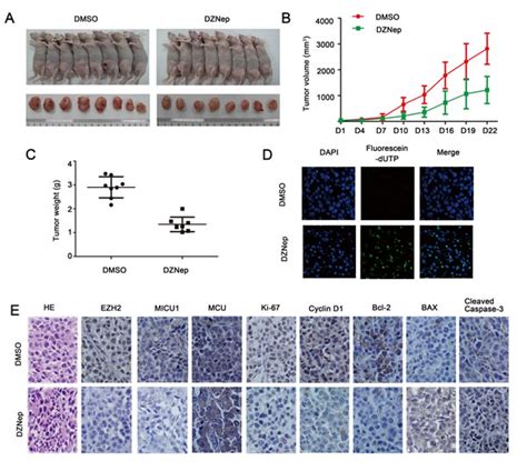 Targeting Ezh2 Regulates Tumor Growth And Apoptosis Through Modulating