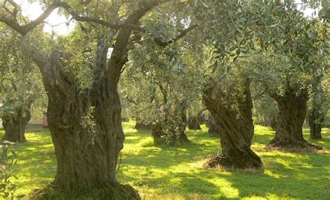 Italy olive oil production