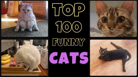 Funny Cute Cats Compilation Of 2024 V1 Top 100 Funny Cats Cute And