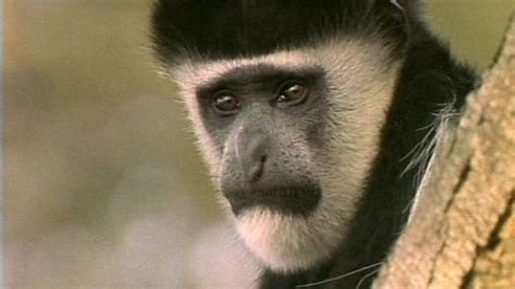 Cbbc Roar Clips The Colobus Monkey