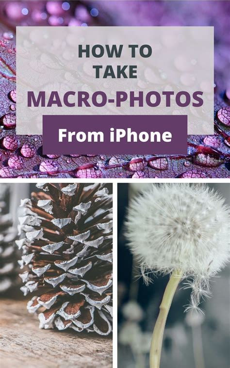 How To Take Great Macro Photos With Your Iphone Artofit