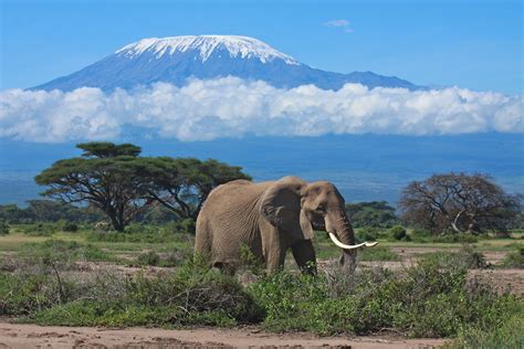 Enjoy The Scenic Sights Of Mt Kilimanjaro As You Ascent To Its Peak