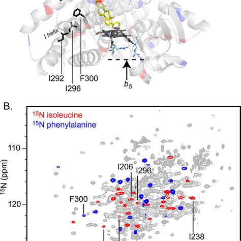 CYP17A1 Bound To The Inhibitor Abiraterone A The Distribution Of Ile