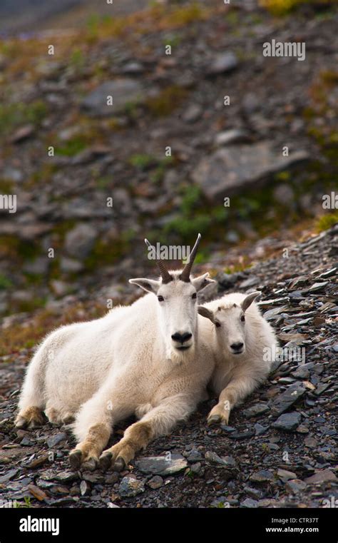 A Mountain Goat Nanny Her Kid Are Resting On Hillside Near Harding