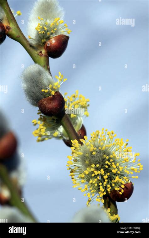 Pussy Willow Goat Willow Great Sallow Salix Caprea Flowering Pussy Willow Germany North