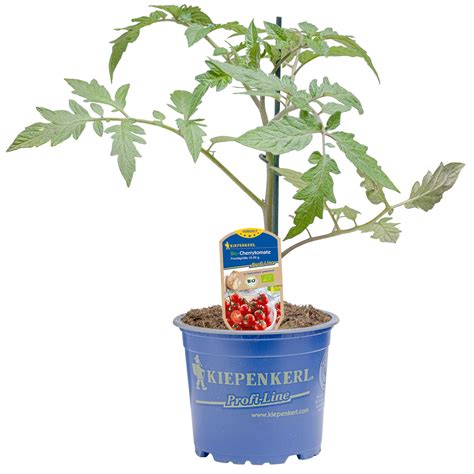 Kiepenkerl Bio Tomate Rund Topf Ø ca 10 5 cm Solanum lycopersicum