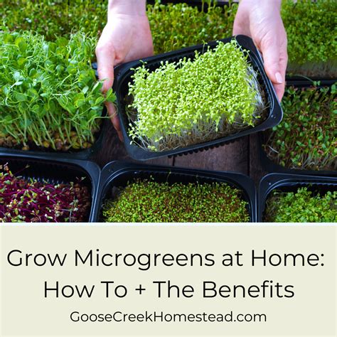 Grow Microgreens At Home How To The Benefits Goose Creek Homestead