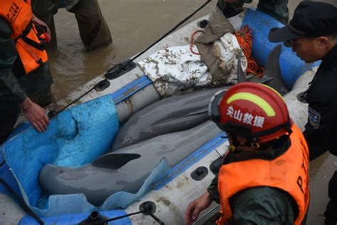 两只江豚搁浅海宁钱塘江边，已被成功放生