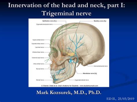 trigeminal nerve.ppt