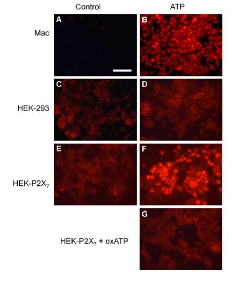 ATP E Induced Ethidium Uptake In HEK P2X 7 Cells And In Macrophages