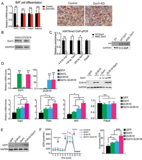 Figures And Data In Dot1l Interacts With Zc3h10 To Activate Ucp1 And