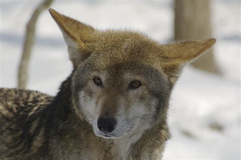 Canus Rufus Red Wolf For My Friend Malcolm Who I Just Le Flickr