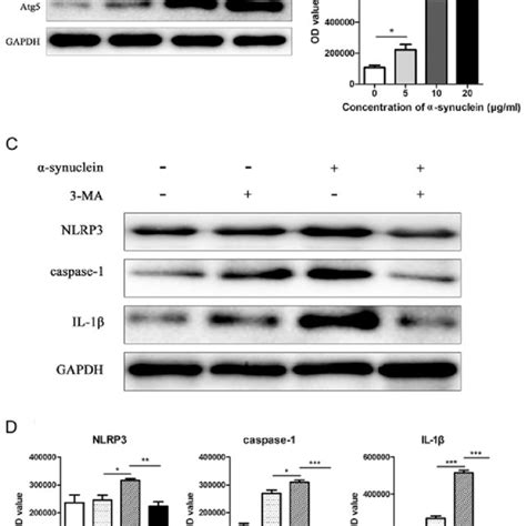 Expression Levels Of Atg And Nlrp Related Proteins In Mouse