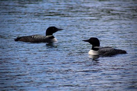 6 Amazing Common Loon Facts Birds And Blooms