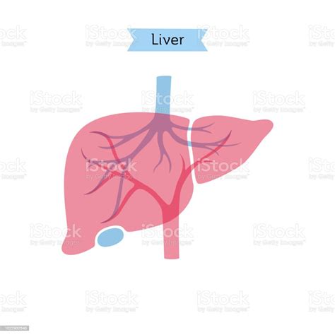 Vector Isolated Illustration Of Liver Stock Illustration Download Image Now Internal Organ