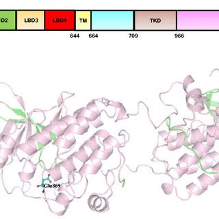 Domain Organization Of ErbB3 Showing Signal Peptide 119 Ligand