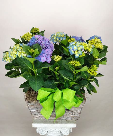 Double Hydrangea Bay Area CA Same Day Plant Delivery Ah Sam