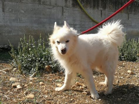 Cane Anziano Meticcio Volpino Maschio Di Taglia Piccola In Adozione