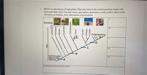 Solved Below Is A Phylogeny Of Land Plants Place The Chegg