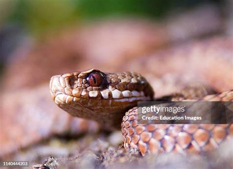 Adder Snake Photos and Premium High Res Pictures - Getty Images