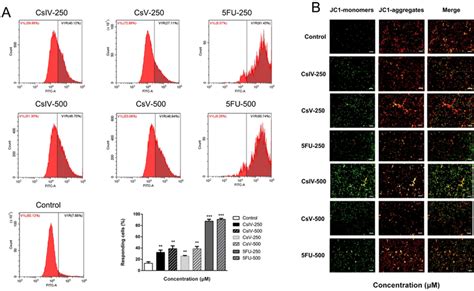 Intracellular Concentration Of Free Ca²⁺ And Mitochondrial Membrane