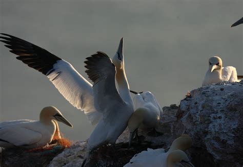 UK Study Finds Some Species Of Seabirds Are Showing Signs Of Developing