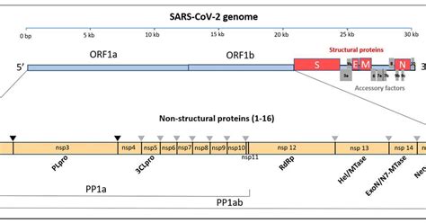 Structure Lifecycle And Replication Machinery Of SARS CoV 2 Book