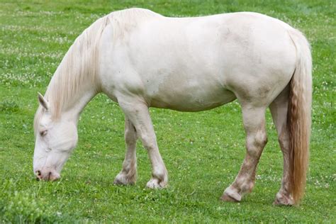 Rarest horse breeds in the world - critical and threatened horse breeds