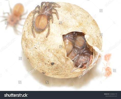 Spider Egg Sac Identification