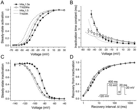 Electrophysiological Properties Of Spliced Hnav E And T Ke