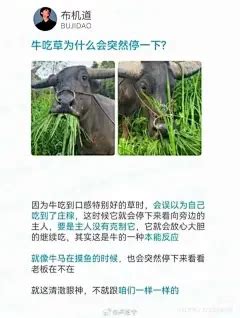 What the fuck is this 图片大全 What the fuck is this 高清好看的图片 花瓣川普 的画板
