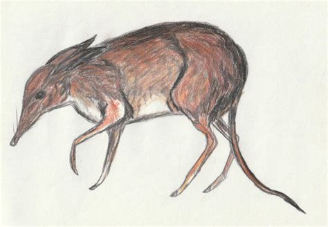 Pig Footed Bandicoot 2005 By Markthepencilguy On Deviantart